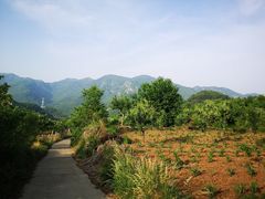 -鱼子山桑葚生态采摘园