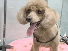 -宠福鑫康馨动物医院·骨科·眼科