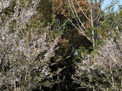 -上海吴淞炮台湾国家湿地公园