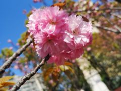 -高东镇樱花园