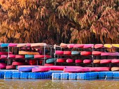 -上海海湾国家森林公园