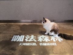 -咖法森林·咖啡  酒吧(天河店)