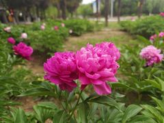 -咸阳湖景区-古渡公园