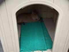 -苏州阳澄半岛英迪格酒店