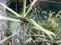 -上海大自然野生昆虫馆(东方明珠·爬宠昆虫探索中心)