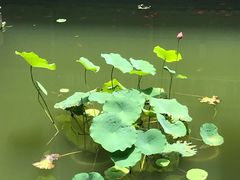 -山水一号·中餐厅