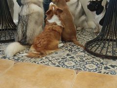 -Let's go狗咖·猫咖·奶狗·桌游(春熙路IFS店)