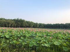 -东郊湿地公园