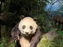 -四川大学博物馆