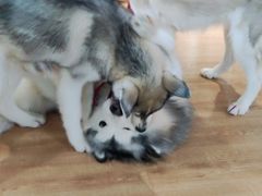 -Husky Go! 哈士奇体验馆·宠物咖啡厅狗咖