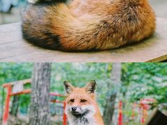 -宫城藏王狐狸村