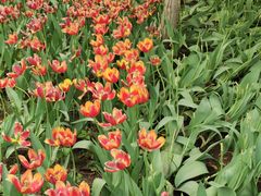 -长春公园(普阳街道)