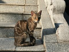 -深圳龙潭公园