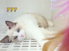 -lincat·猫舍(广州店)
