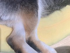 -逗柴咖啡屋·狗咖猫咖宠物桌游