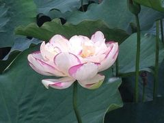 iphone_upload_pic-洪湖生态旅游区