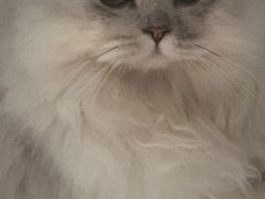 -猫大福·Fortune Cat猫舍(百子湾店)