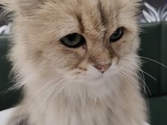 -安格丽娜·狗咖·猫咖羊驼咖(春熙路百盛商场店)
