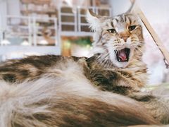 -70cat德文卷毛猫·缅因猫纯种猫舍