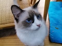 -李小姐の猫咖啡馆(五角场店)