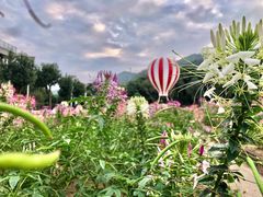 -玫瑰小镇