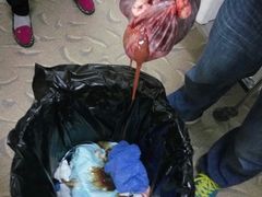-瑞派雷欧宠物医院·24h夜诊·心脏骨科牙科·全科重症转诊中心(无影山店)
