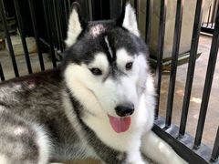 -TrueLove @ Neverland (Husky Cafe)