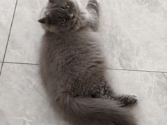 -佑安动物医院·全科·内窥镜中心(幸福巷店)