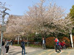 -高东镇樱花园