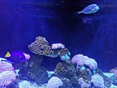 -暹罗海洋世界