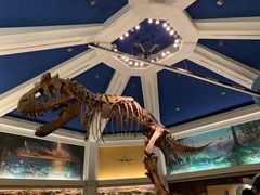 -奥兰多迪士尼动物王国乐园