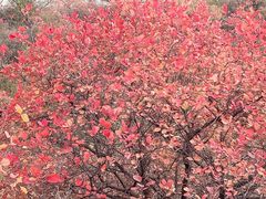 -北京西山国家森林公园