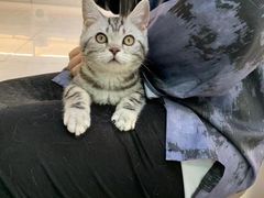 -lincat·猫舍(广州店)