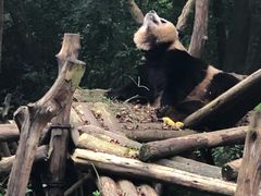 德国脆皮咸猪手-成都龙之梦大酒店-龙悦中餐厅