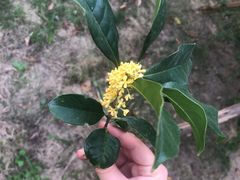 -觅福里•熟成和牛餐厅