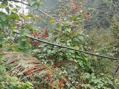 -綦江古剑山