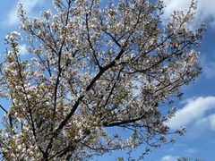 -大宁郁金香公园-停车场