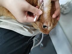 -十年猫舍·猫咪专门店(普陀店)
