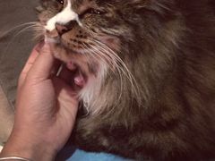 Anne猫窝咖啡屋-Anne猫窝咖啡屋