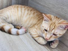 -藏猫猫咖啡主题馆(中央大道店)