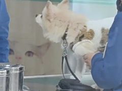 -谐和贝康宠物医院24小时·宠保定点(急重症转诊中心)