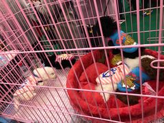 -蛮横肉蟹煲(印象城店)