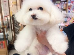 -FAELING PETS美天灵宠物(富力广场店)