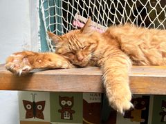 -喵屿·大理花园猫咖