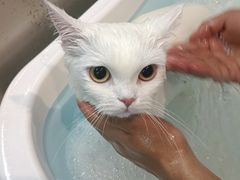 -PETKIT小佩宠物·低压洗护(国顺东路店)