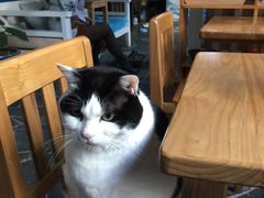 -Anne猫窝咖啡屋