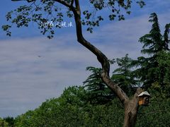 -上海共青森林公园