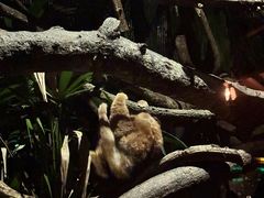 -夜间野生动物园