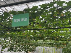 -上海鲜花港