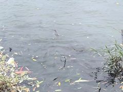 -百林岛梦里水乡